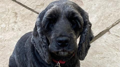 Pepper the cocker spaniel