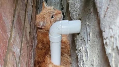 Reggie the cat got stuck between two buildings