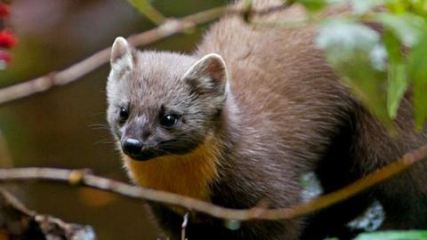 Pine marten