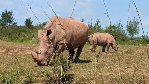 Rhinos outside