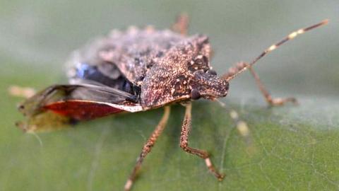 Brown marmorated stink bug