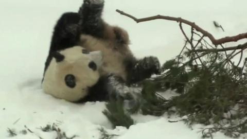 Finland's new pandas were being allowed outside for the first time since arriving in Finland last month.