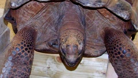 Giant tortoise being x-rayed