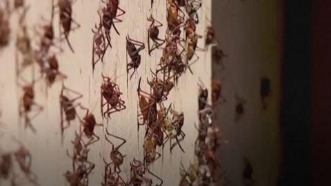 Mormon crickets on house exterior