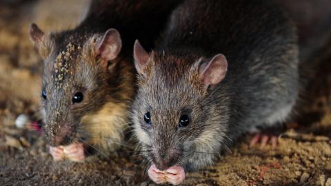 Rats eat grains of rice in Allahabad, India, on July 28, 2015