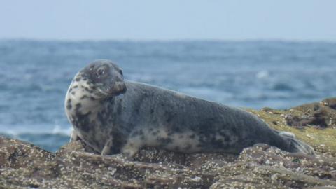 Grey seal