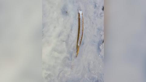 Pike half in and out of the River Tees