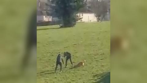 Two men encouraging a dog to attack a cat