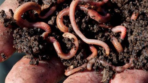 worms