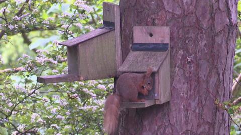 red squirrel feeding