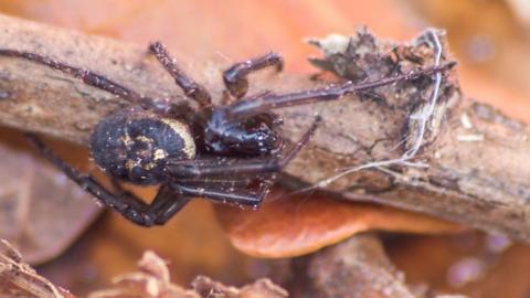 False widow spider