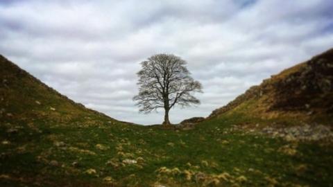 Sycamore Gap