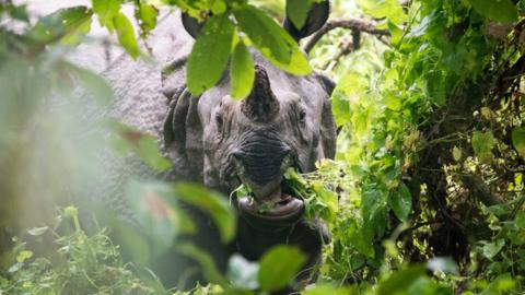 Rhino eating plants