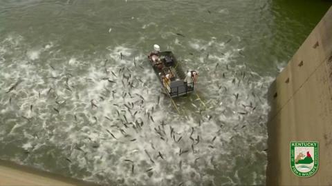 Asian carp fly from a lake in Kentucky during an "electrofishing" experiment