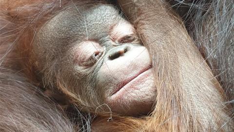 Bornean orangutan baby