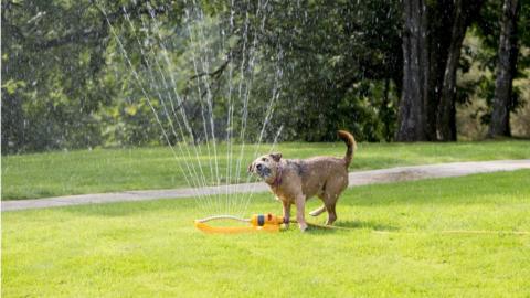 Dog running through a garden sprinkler