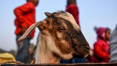 A goat travels in a vehicle ahead of Gadhimai Festival in Baryarpur, 160 kms south of the Kathmandu, on December 2, 2019.