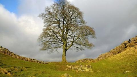 Sycamore gap tree on Hadrian's Wall