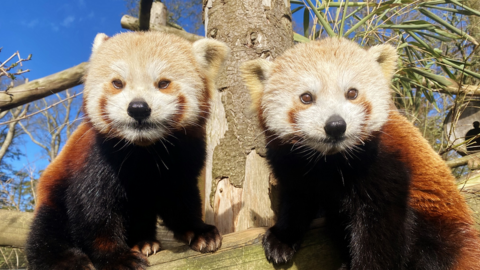 Red panda twin cubs at Longleat