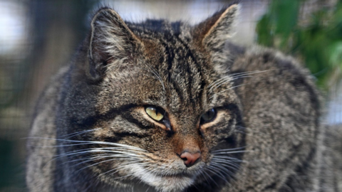 A wildcat at Wildwood's reserve in Kent