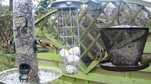 Finches in Kate MacCrae's garden
