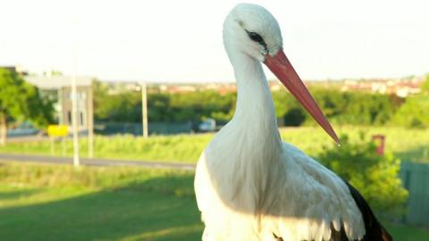 Malena, a stork