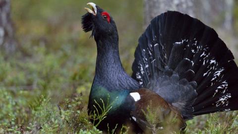 Capercaillie