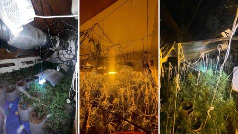 Police images of cannabis grow