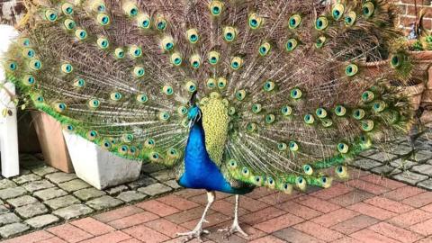 Toby the peacock