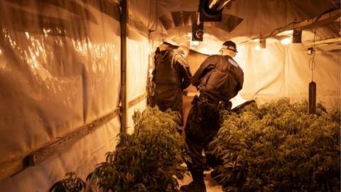 Police officers in cannabis raid