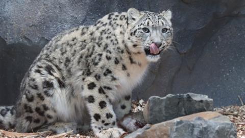 One of the two female snow leopard cubs now living at Northumberland Country Zoo