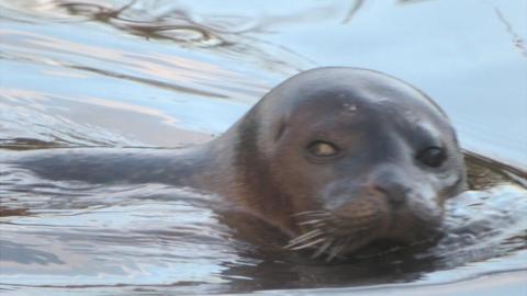 Seal swimming in fishing lake