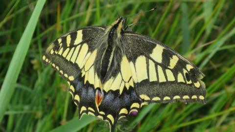 Swallowtail butterfly resting on a blade of grass