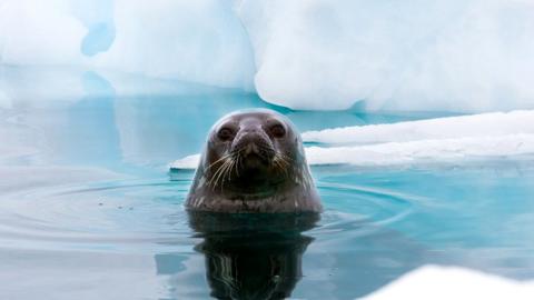 Weddell seal looking up out of the water, Antarctica