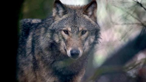 File image of a European grey wolf