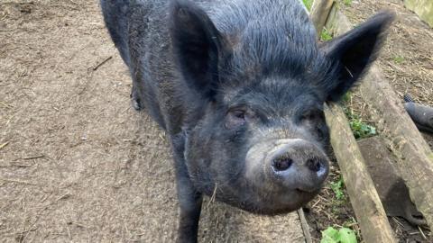 A pig at an animal sanctuary