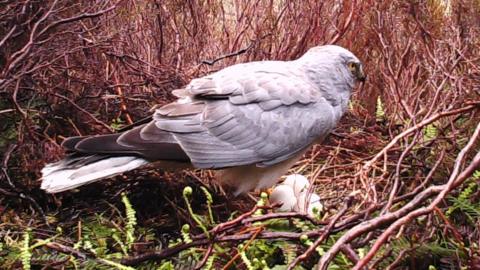 Harrier guarding nest