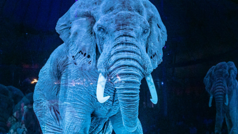 Hologram Elephant in the circus.