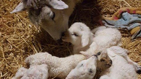 Ewe and lambs