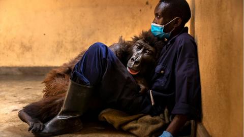 Orphaned mountain gorilla, Ndakasi, lies in the arms of her caregiver, Andre Bauma, shortly before her death in a gorilla orphanage at Virunga in the Democratic Republic of Congo