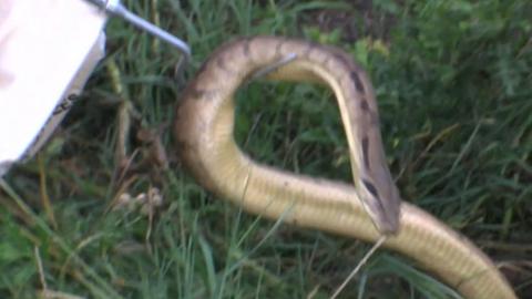 Boa constrictor captured beside River Thames