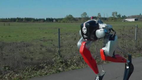 Callie, a bi-pedal robot from Oregon State University running down a road next to a field