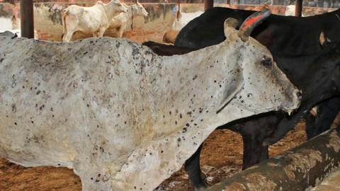 Cows infected with lumpy skin disease in the western state of Rajasthan.