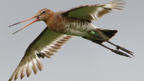 Godwit in flight