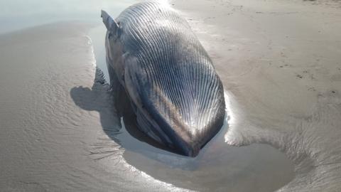 The minke whale will be removed on Friday morning, the council says