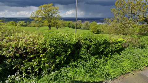 Grassy park with bushes