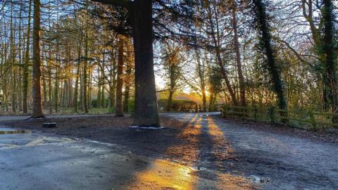 The setting sun filters through tree trunks and the yellow light spreads out across a road