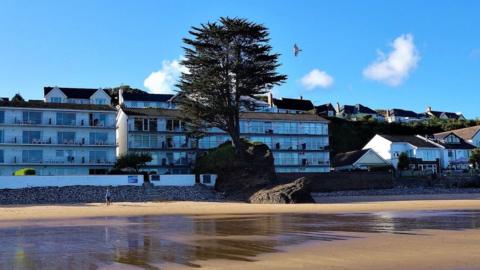 Monterey Cypress tree in the Saundersfoot