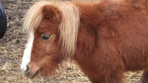 Diddy the Shetland pony