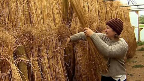 Flax picking